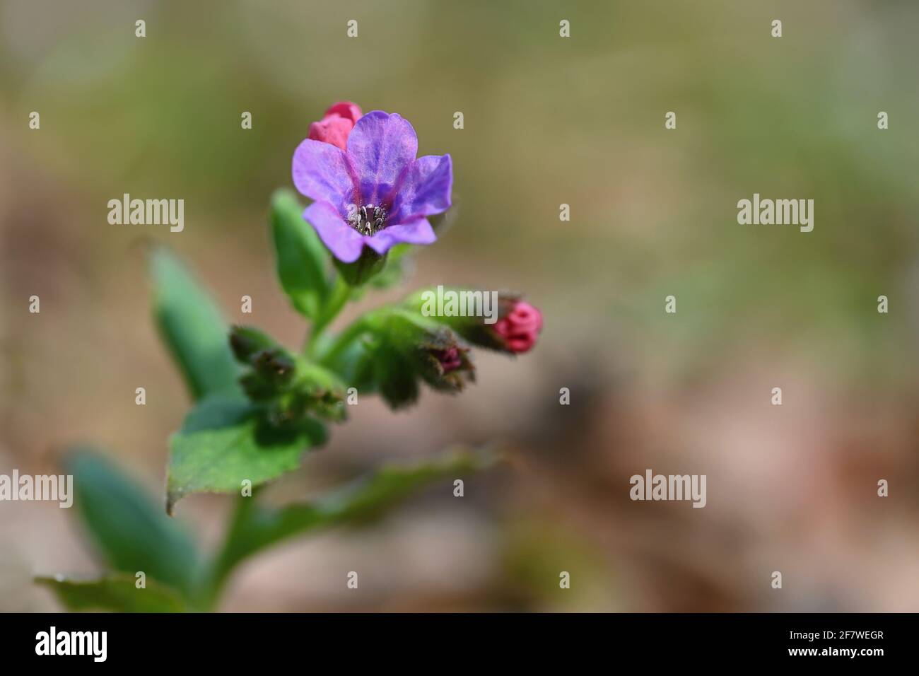 Beautiful colorful medicinal plant in the forest. (Pulmonaria officinalis) Stock Photo