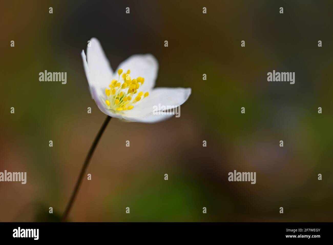 Spring white flowers in the grass Anemone (Isopyrum thalictroides) Stock Photo