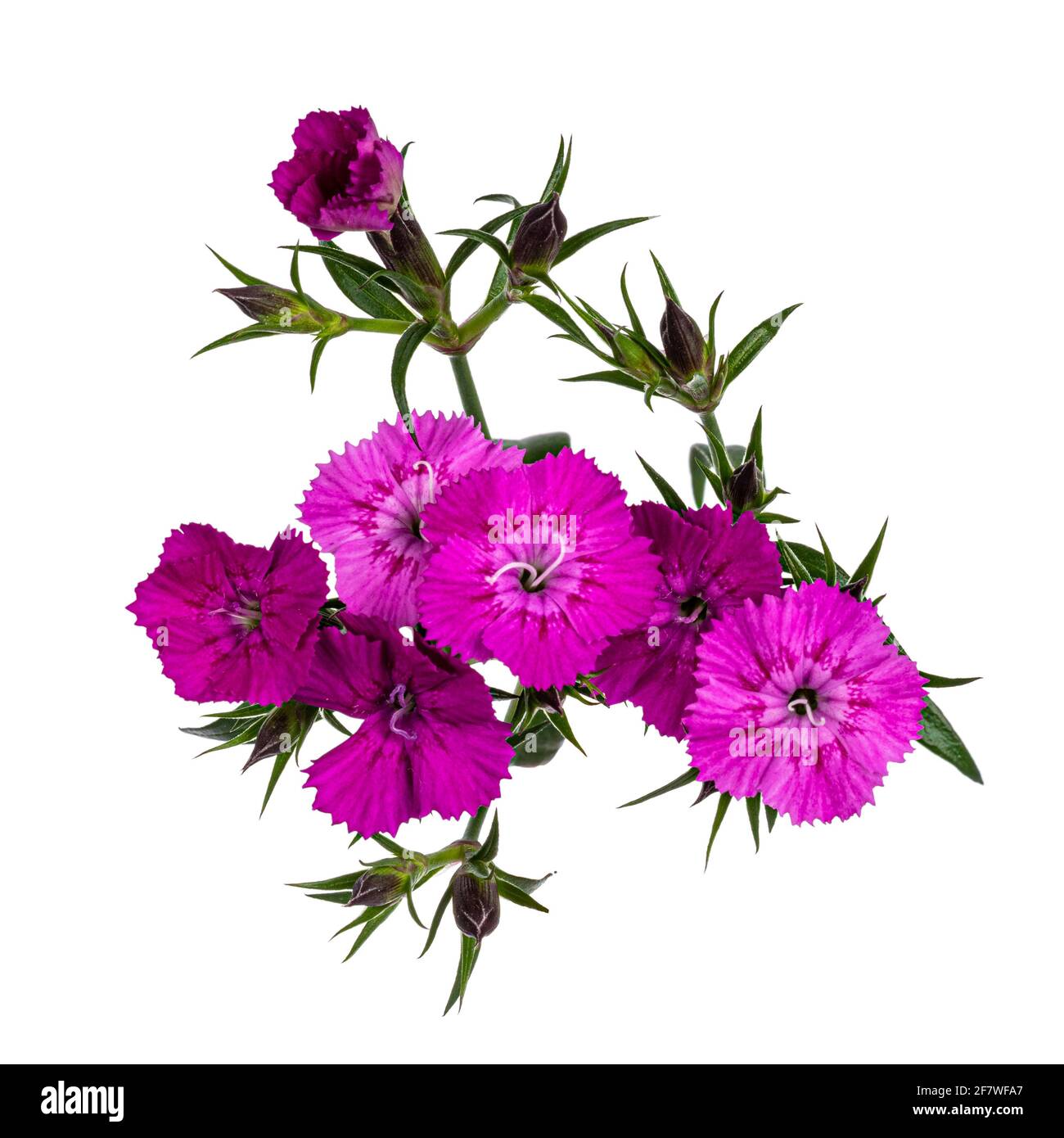 Branch with multiple pink Dianthus aka carnation flowers. Top view on white background. Stock Photo