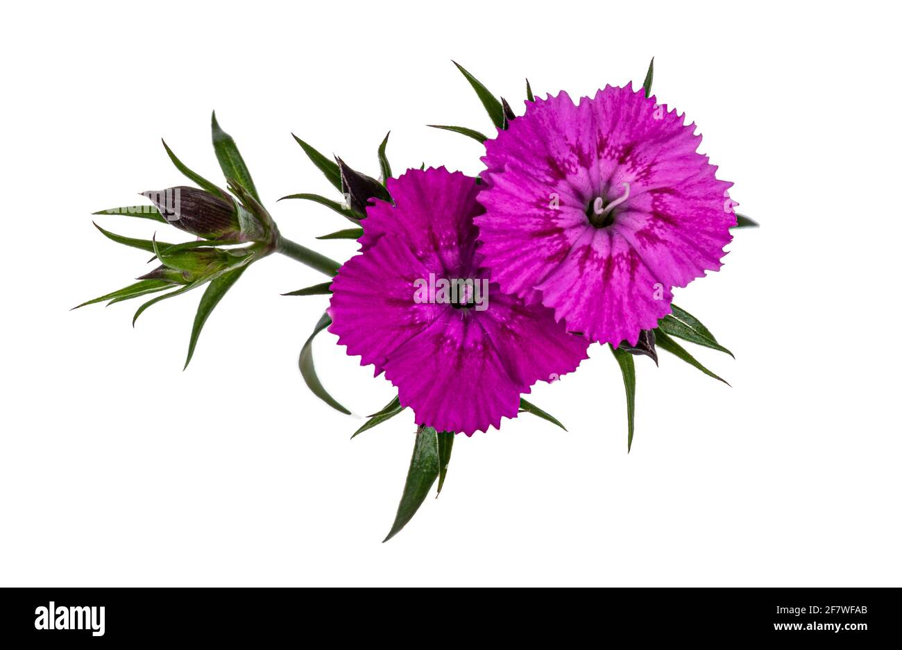 Branch with two pink Dianthus aka carnation flowers. Top view on white background. Stock Photo