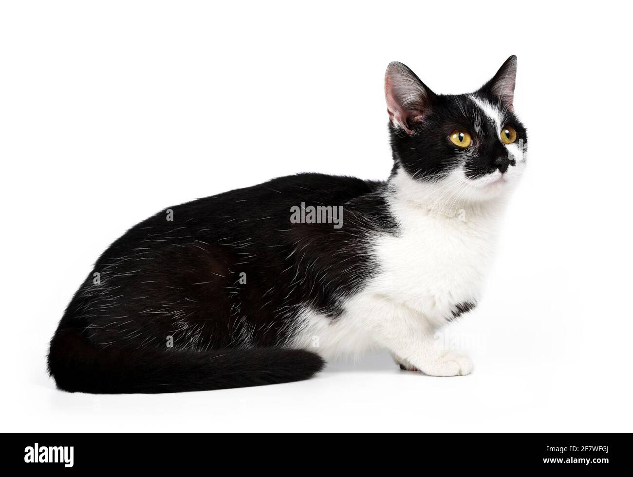 Black and white cat isolated on a white background Stock Photo - Alamy