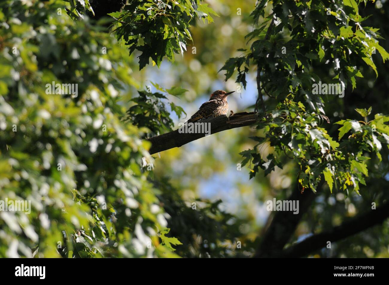 Woodpecker perched on a tree branch Stock Photo