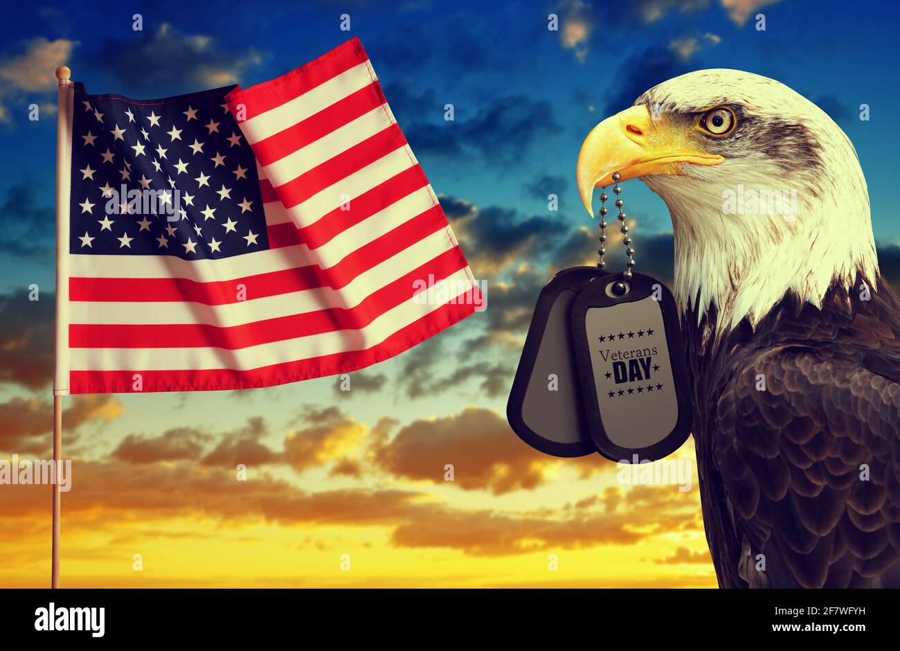 American flag and Bald Eagle holds a dog tags in his beak at sunset ...