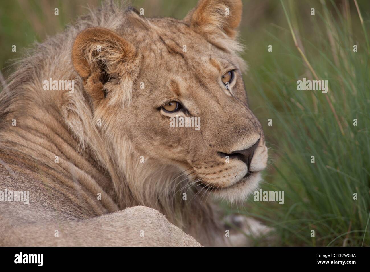 Lioness in heat hi res stock photography and images alamy