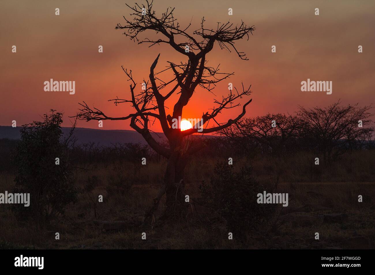Sunset in the African bushveld Stock Photo