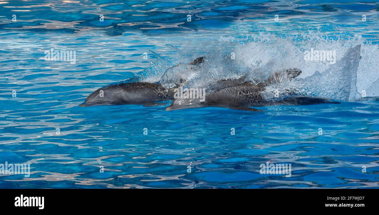 Jumping Bottlenose dolphins (Tursiops truncatus), Tenerife, Canary island, Spain Stock Photo