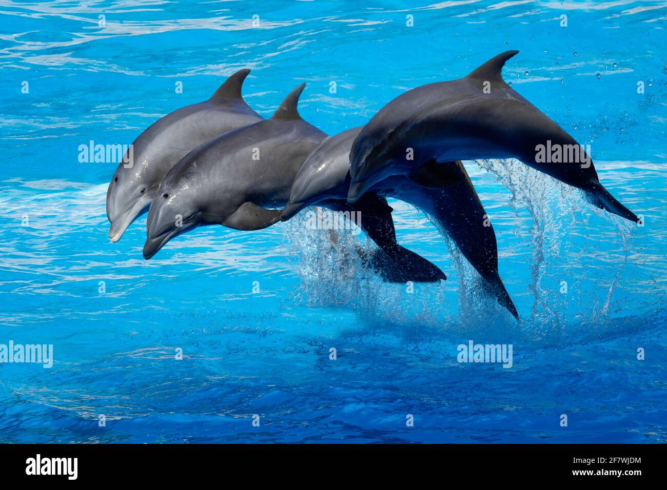 Jumping Bottlenose dolphins (Tursiops truncatus), Tenerife, Canary island, Spain Stock Photo