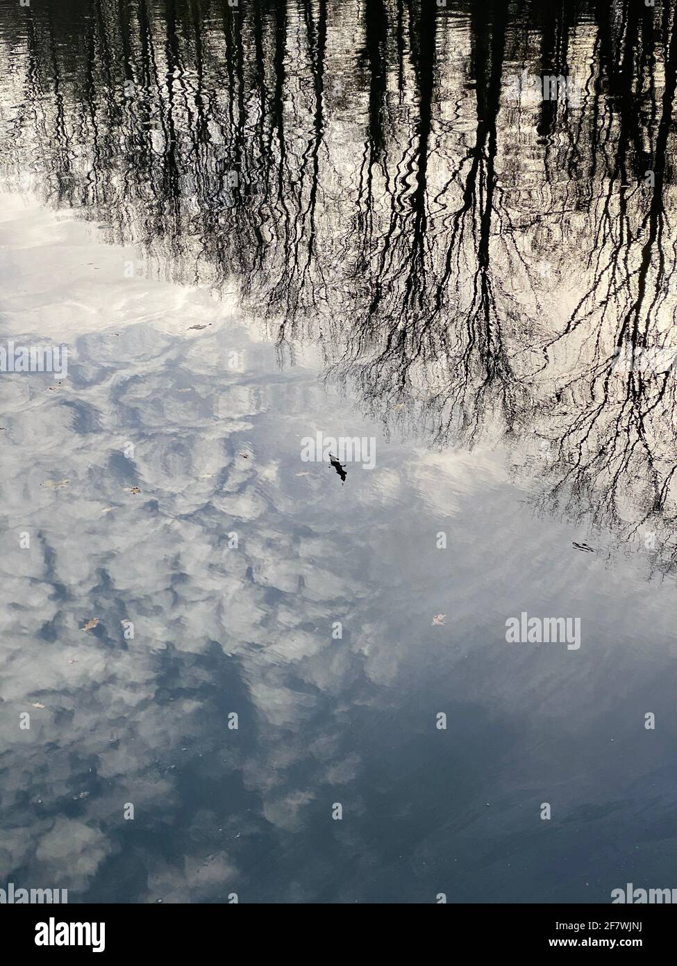 sky, clouds, birds and trees reflection on still water during a winter day Stock Photo