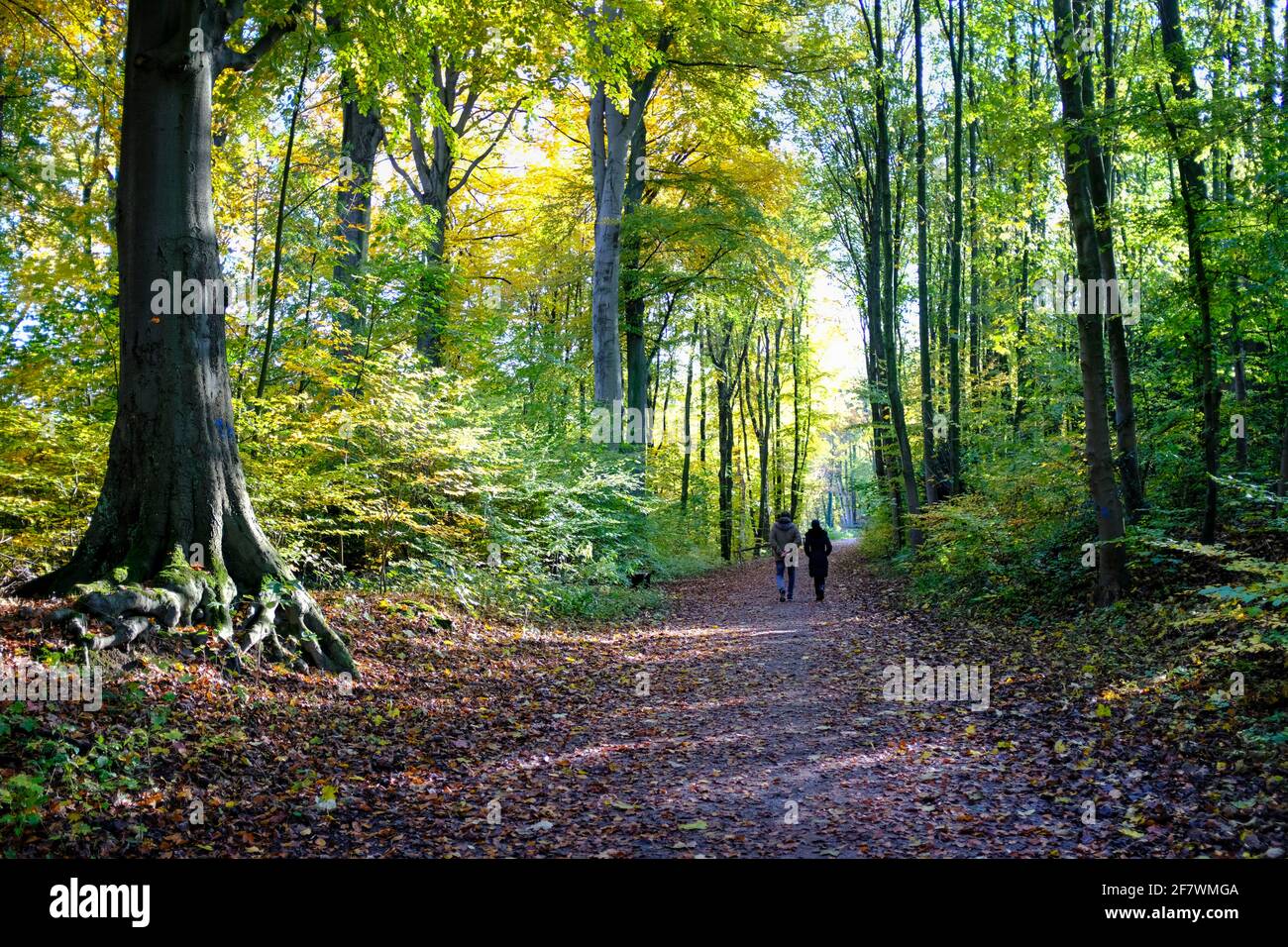 Ein spaziergang im wald hi-res stock photography and images - Alamy