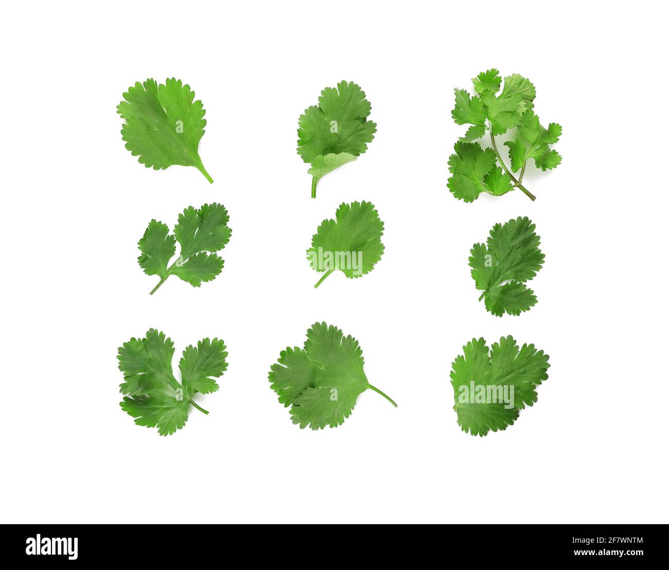 Fresh cilantro on white background Stock Photo - Alamy