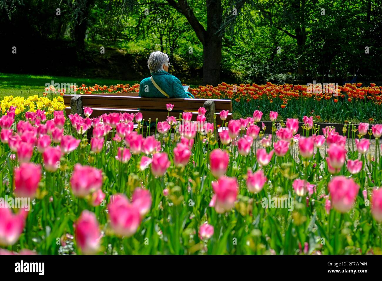 30.04.2020, Essen, Ruhrgebiet, Nordrhein-Westfalen, Deutschland - eine Frau sitzt allein auf einer Bank zwischen Tulpenbeeten im Gruga-Park in Essen u Stock Photo