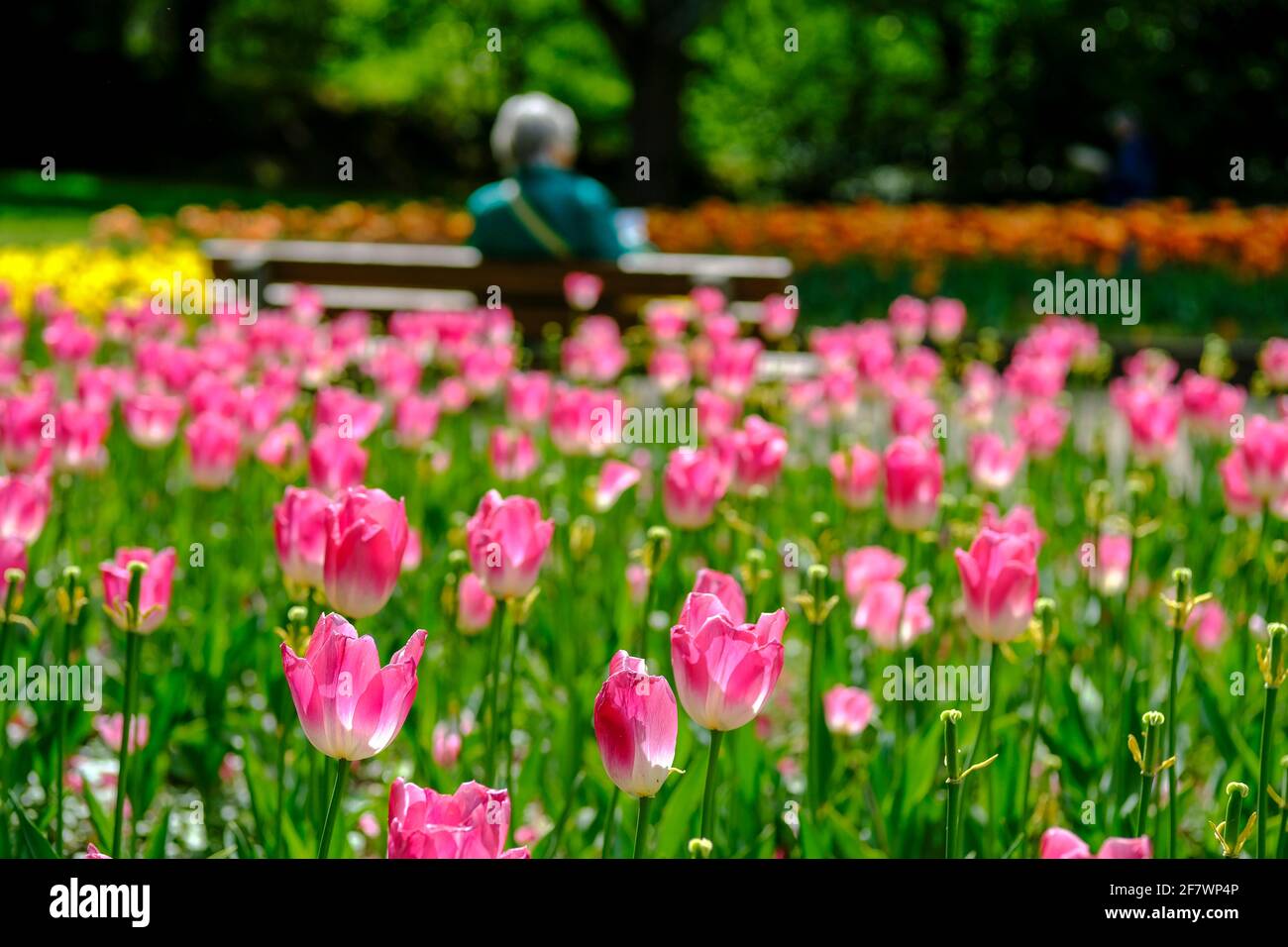 30.04.2020, Essen, Ruhrgebiet, Nordrhein-Westfalen, Deutschland - eine Frau sitzt allein auf einer Bank zwischen Tulpenbeeten im Gruga-Park in Essen u Stock Photo