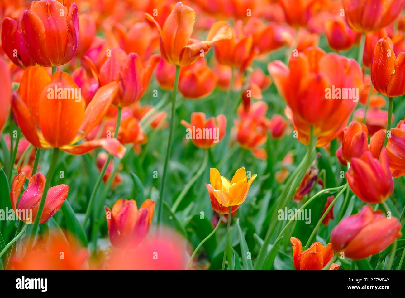 30.04.2020, Essen, Ruhrgebiet, Nordrhein-Westfalen, Deutschland - bluehende Tulpen im Gruga-Park in Essen Stock Photo