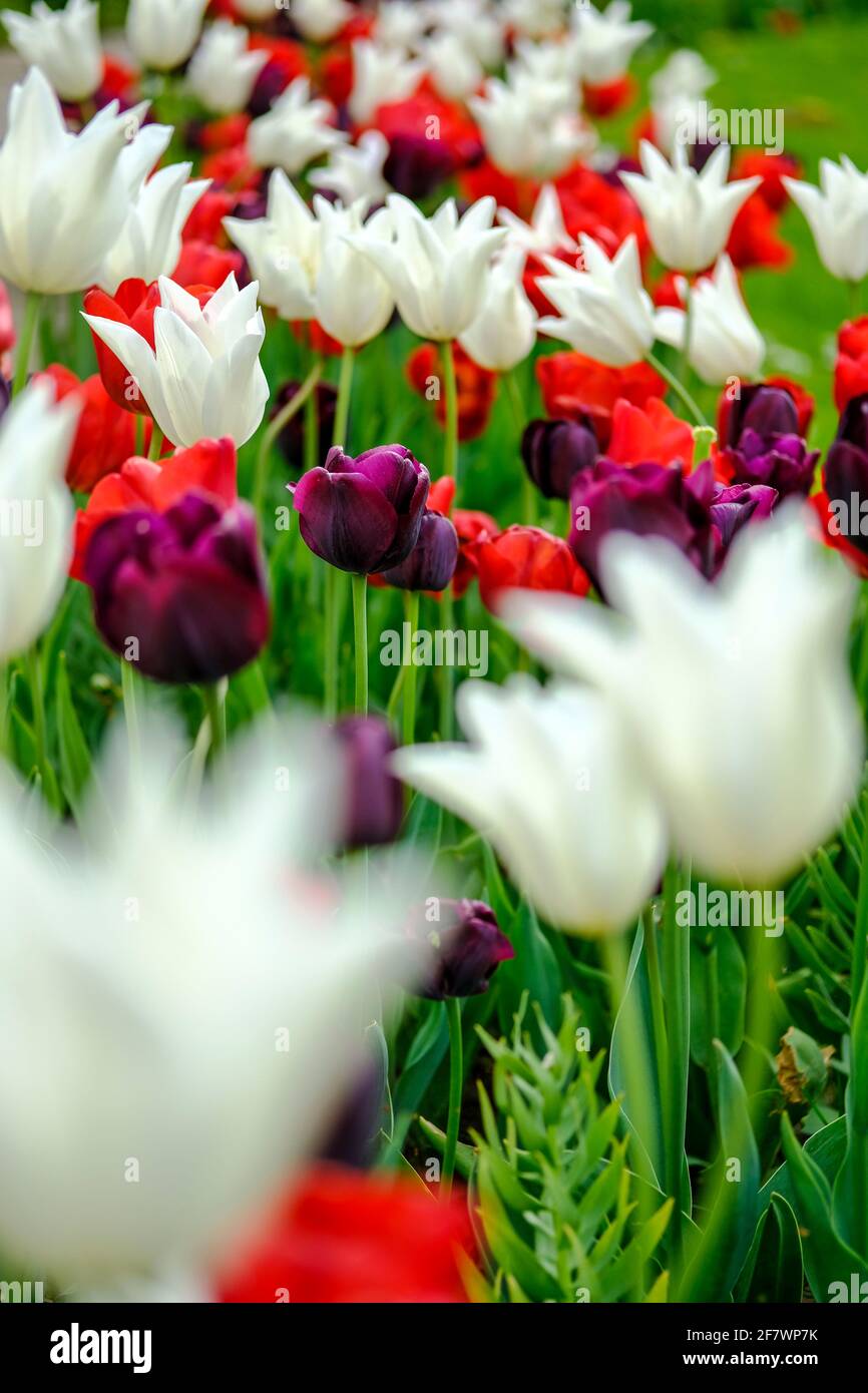 30.04.2020, Essen, Ruhrgebiet, Nordrhein-Westfalen, Deutschland - bluehende Tulpen im Gruga-Park in Essen Stock Photo