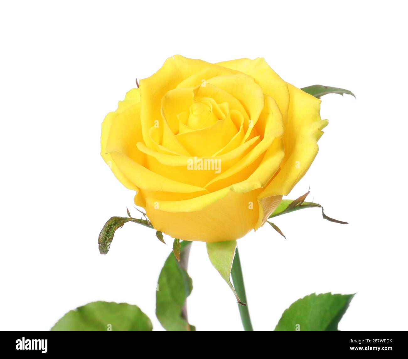 Fresh yellow rose on white background Stock Photo - Alamy