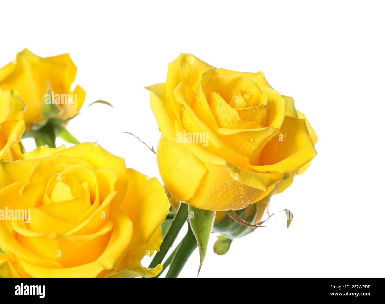 Fresh yellow roses on white background Stock Photo Alamy