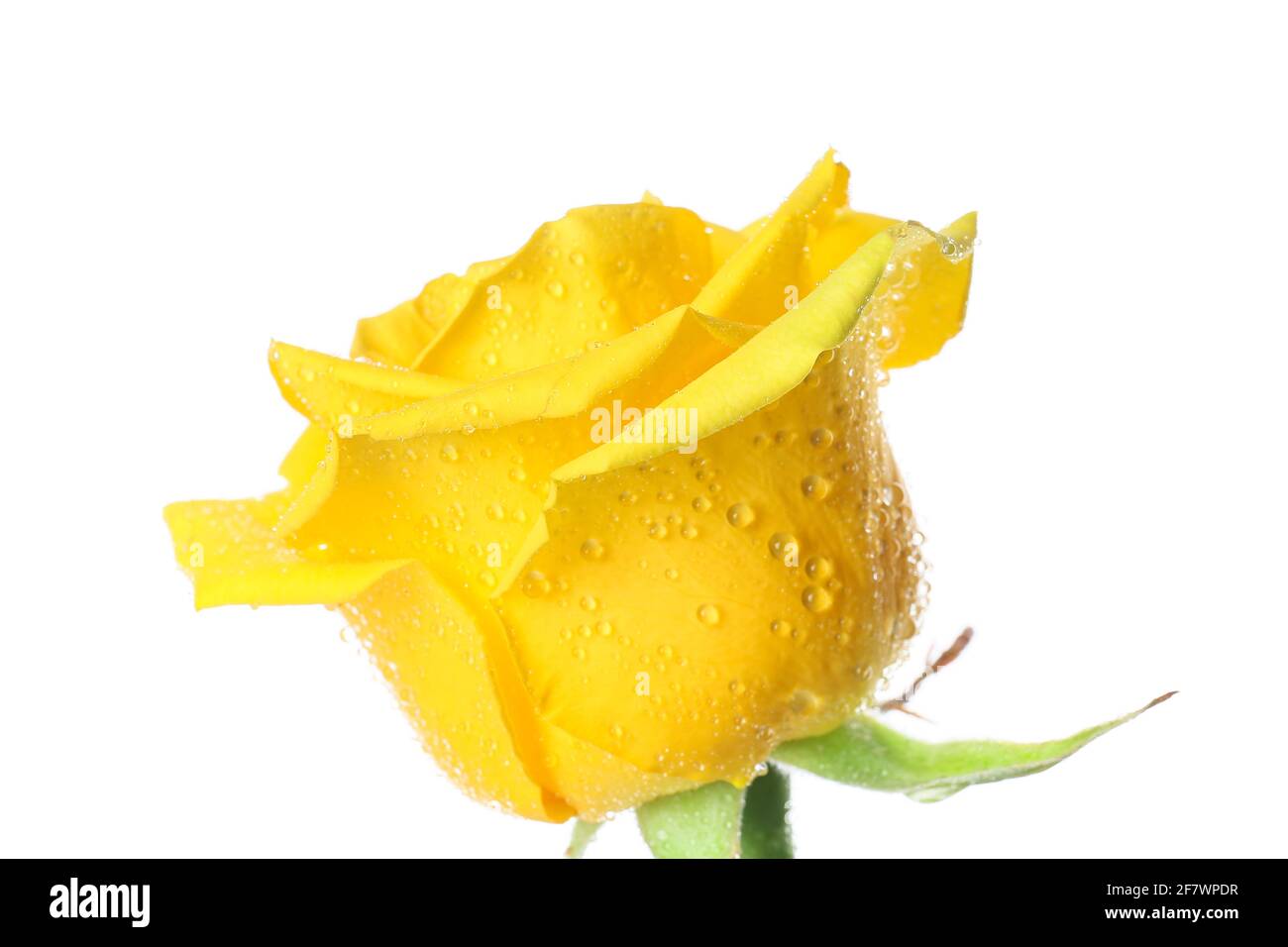 Fresh yellow rose on white background Stock Photo - Alamy