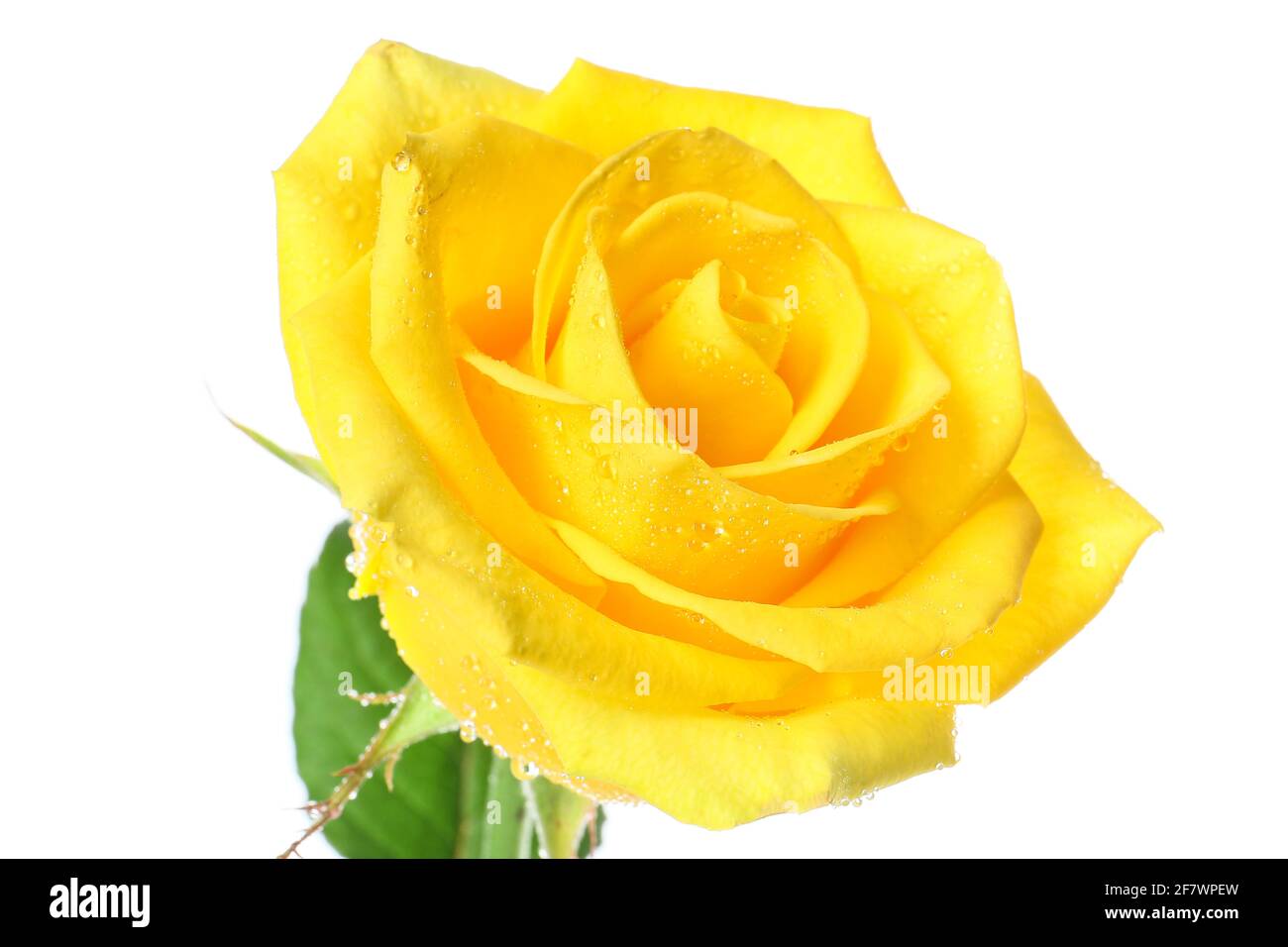 Fresh yellow rose on white background, closeup Stock Photo Alamy