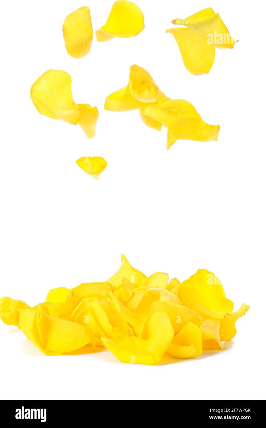 Falling fresh petals of yellow roses on white background Stock Photo ...