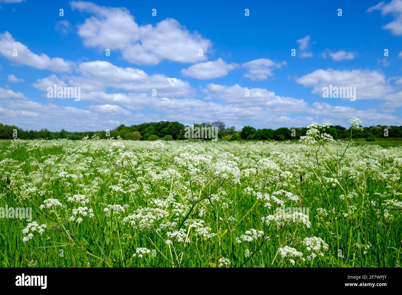 05.05.2020, Essen, Ruhrgebiet, Nordrhein-Westfalen, Deutschland - Naturschutzgebiet Saarn-Mendener Ruhraue im Fruehjahr im Ruhrtal zwischen Essen und Stock Photo