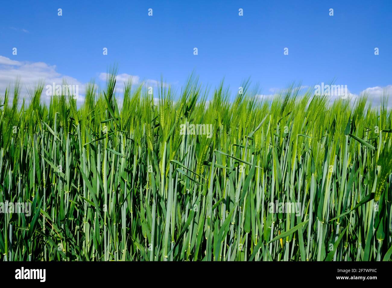 11.05.2020, Essen, Ruhrgebiet, Nordrhein-Westfalen, Deutschland - junger Roggen im Fruehling auf einem Feld in Essen-Kettwig Stock Photo