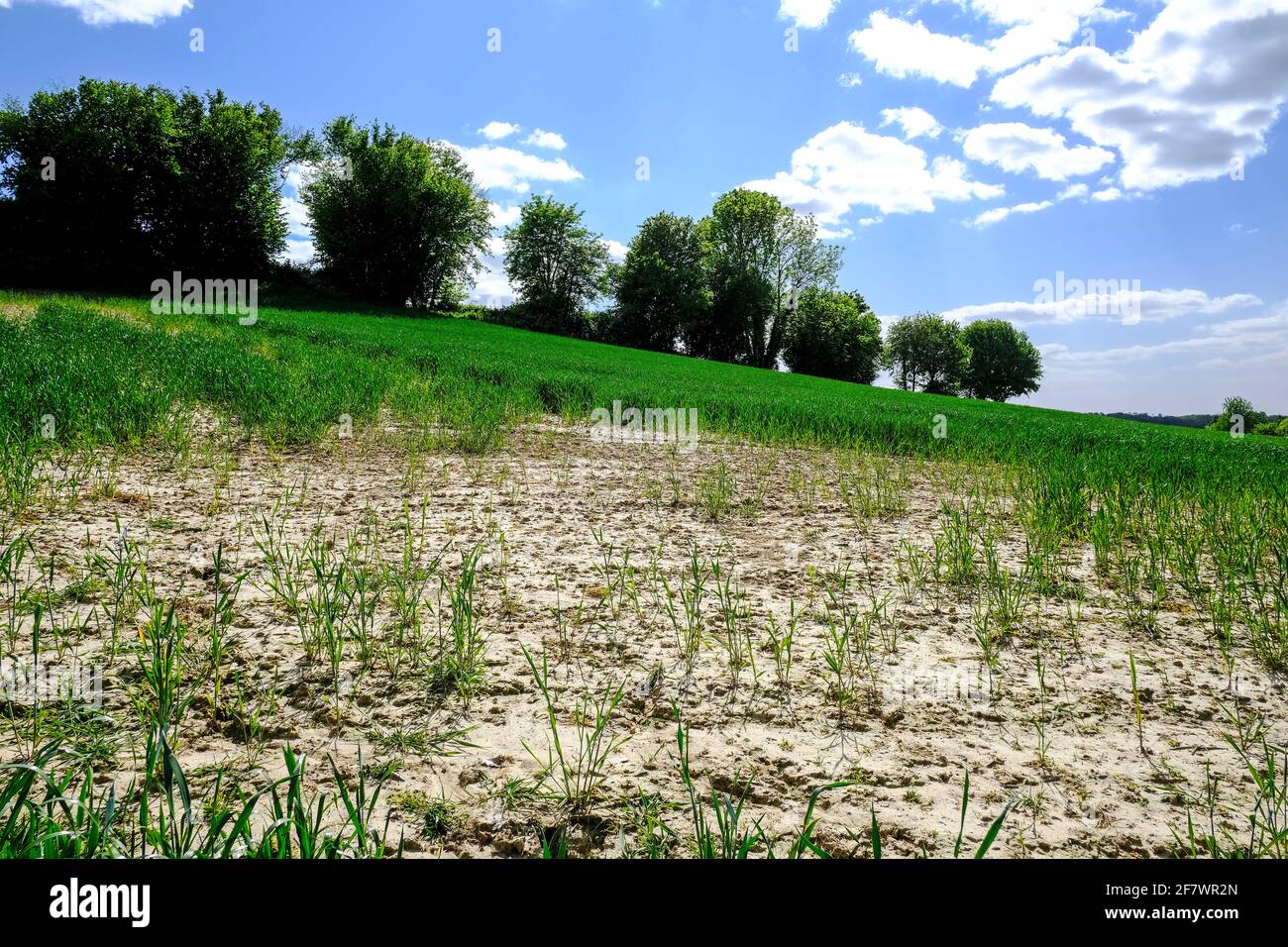 11.05.2020, Essen, Ruhrgebiet, Nordrhein-Westfalen, Deutschland - Trockenheit fuehrt zu einem kuemmerlichen Wachstum auf einem Getreidefeld an einem H Stock Photo