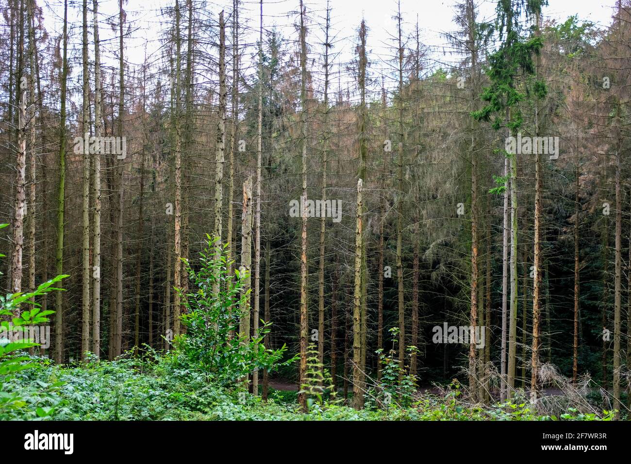25.07.2020, Essen, Nordrhein-Westfalen, Deutschland - Baumsterben in einem staedtischen Waldgebiet in Essen Stock Photo