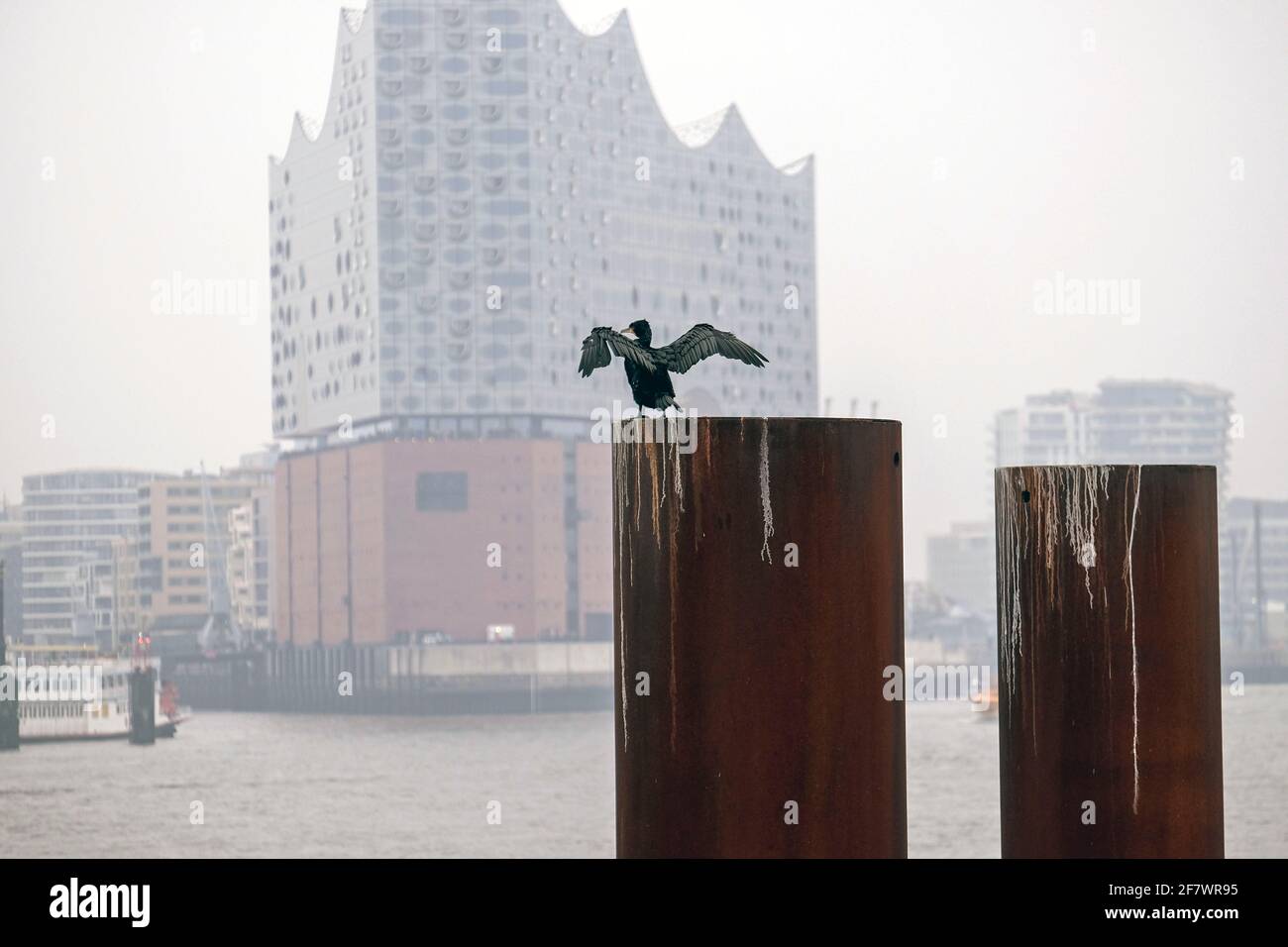 25.11.2018, Hamburg, Deutschland - ein Kormoran hat seine Fluegel zum Trocknen ausgebreitet auf einem Pfahl am Ufer der Elbe in Hamburg gegenueber der Stock Photo