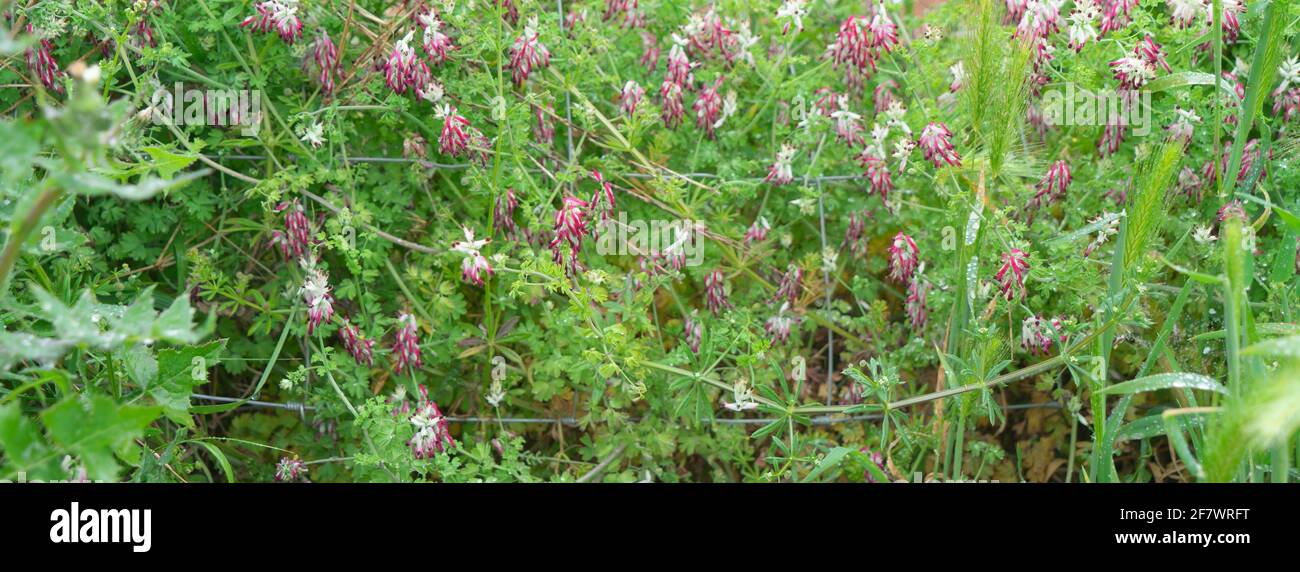 Fumaria capreolata, Papaveraceae Stock Photo
