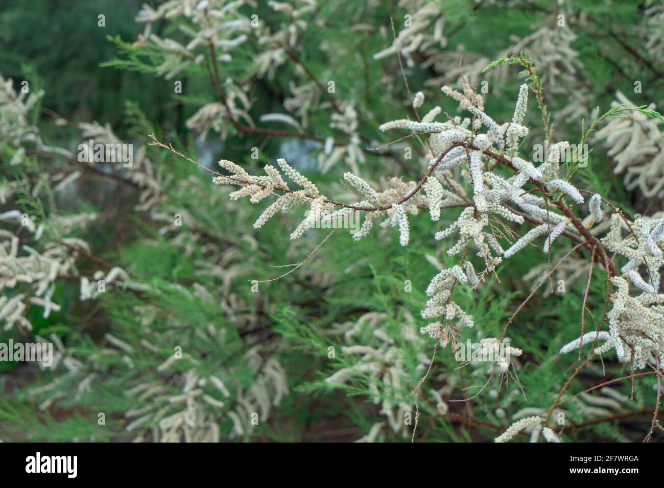 Tamarix gallica, Tamaricaceae Stock Photo