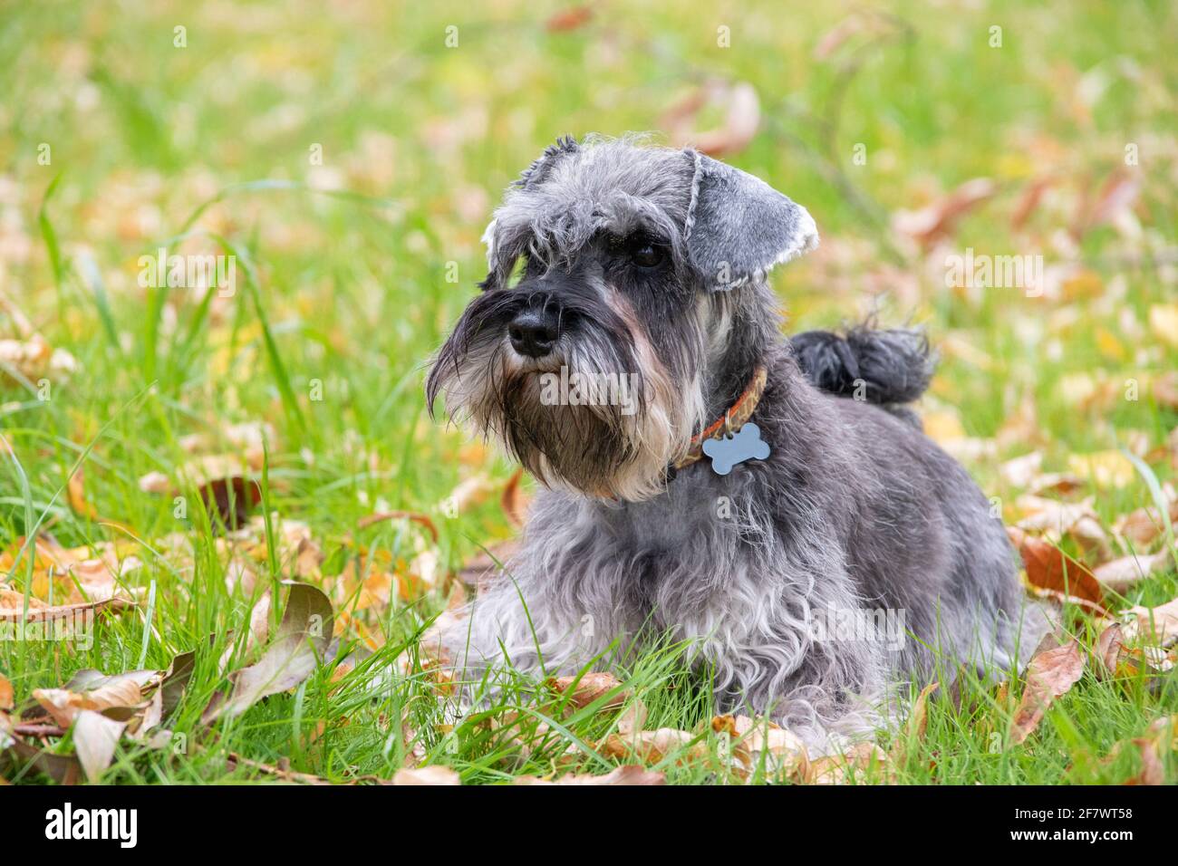 Portrait of a beautiful bearded gray miniature schnauzer dog lying in the grass on the lawn, selective focus. Dog in a collar with an empty bone addre Stock Photo