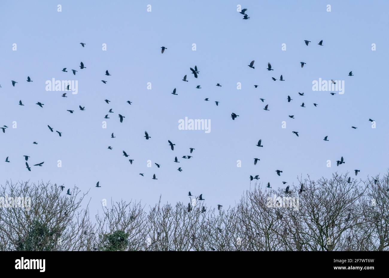 Mixed flock of Rooks and Jackdaws prior to going to roost, evening. Dorset. Stock Photo