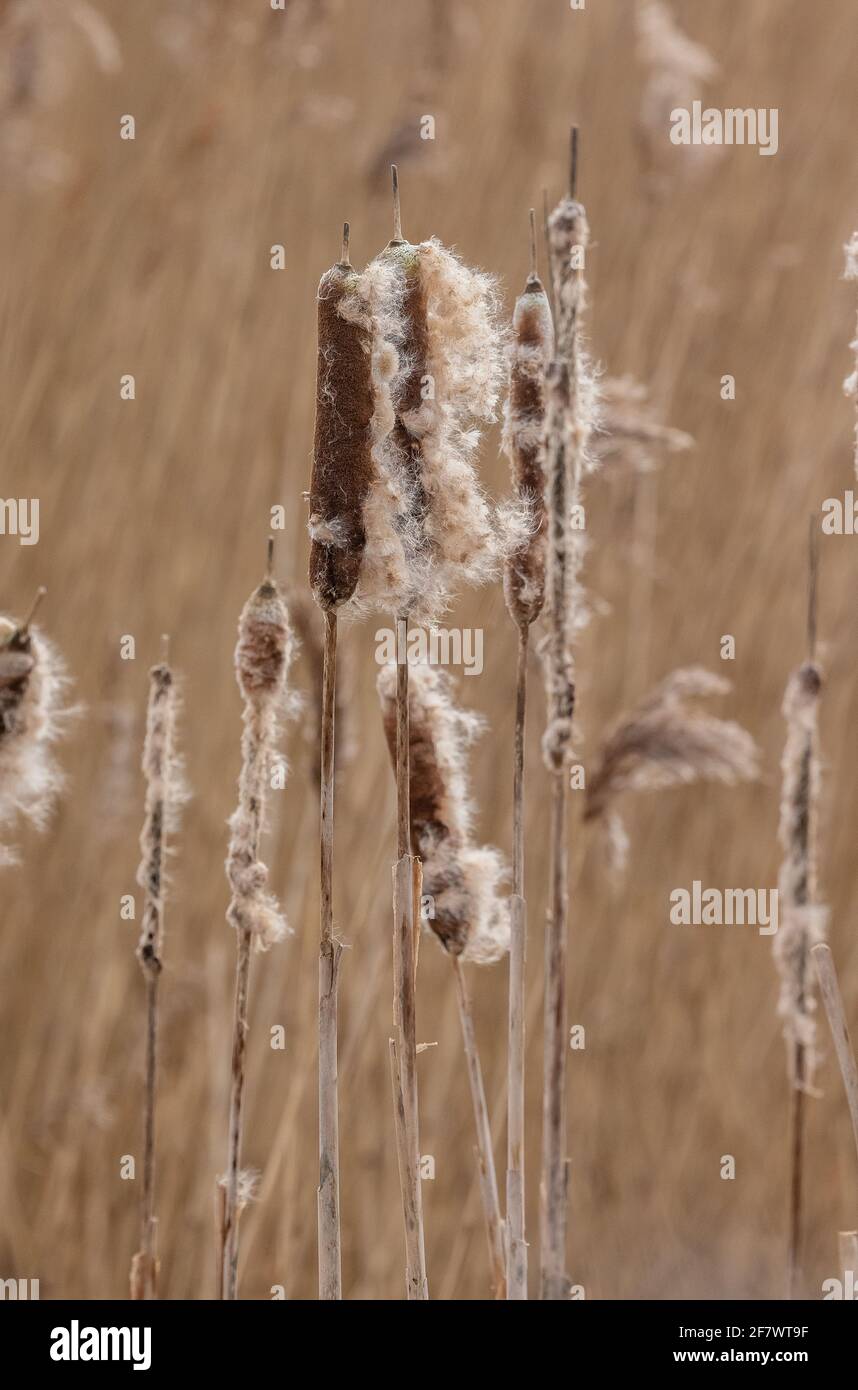 Heads of common bulrush, Typha latifolia, releasing their seeds in late winter. Stock Photo