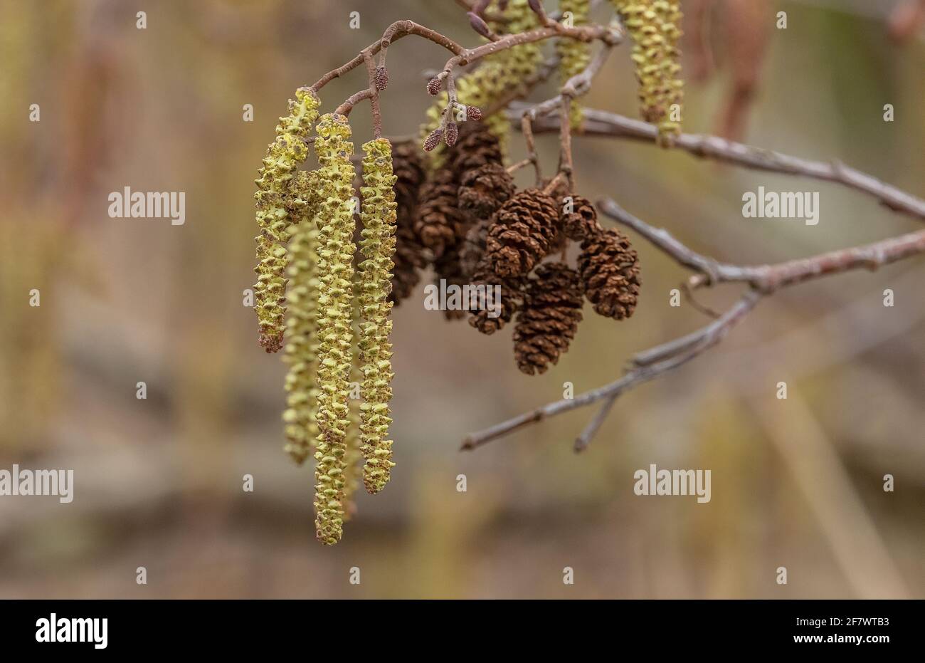 Male catkins of Alder, Alnus glutinosa, (with last year's female cones) in early spring. Stock Photo