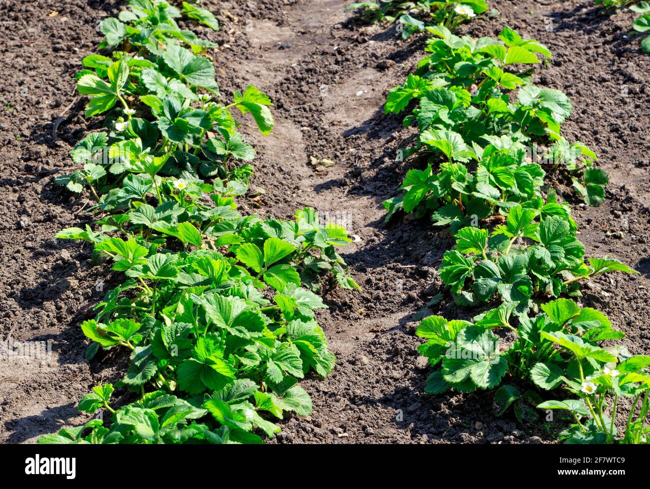Green strawberry bushes grow in even rows in a garden bed on a sunny ...
