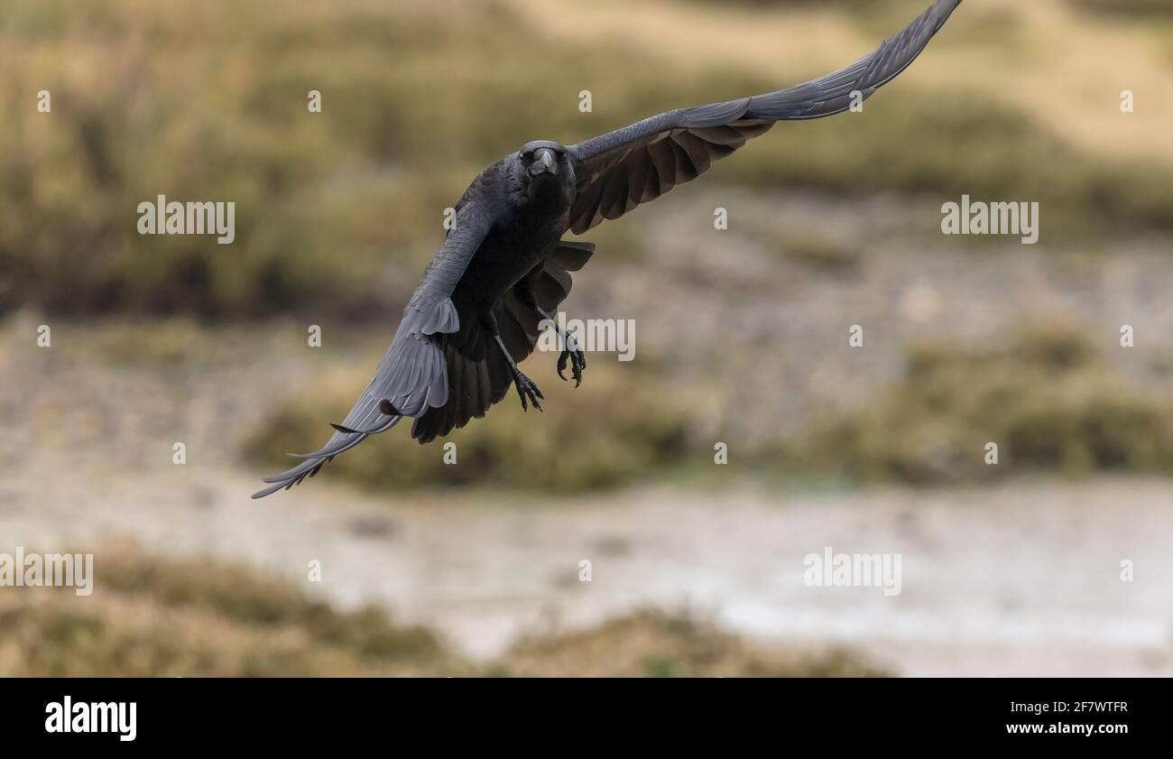 Carrion Crow Corvus Corone In Flight Coming In To Land Stock Photo Alamy