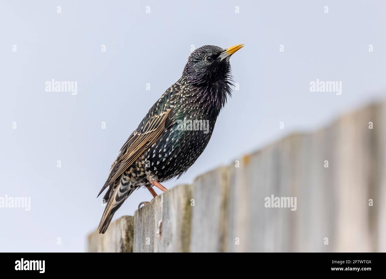 Starling, Sturnus vulgaris, perched on fence. Stock Photo