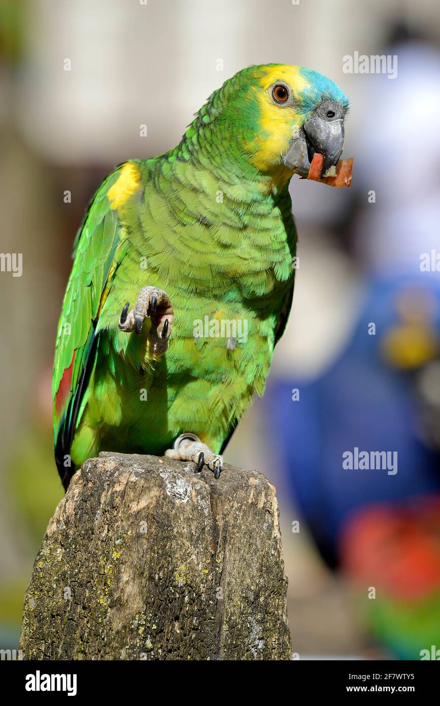 Turquoise-fronted amazon (Amazona aestiva), also called the turquoise-fronted parrot, the blue-fronted amazon, perched on wood post and eating a fruit Stock Photo