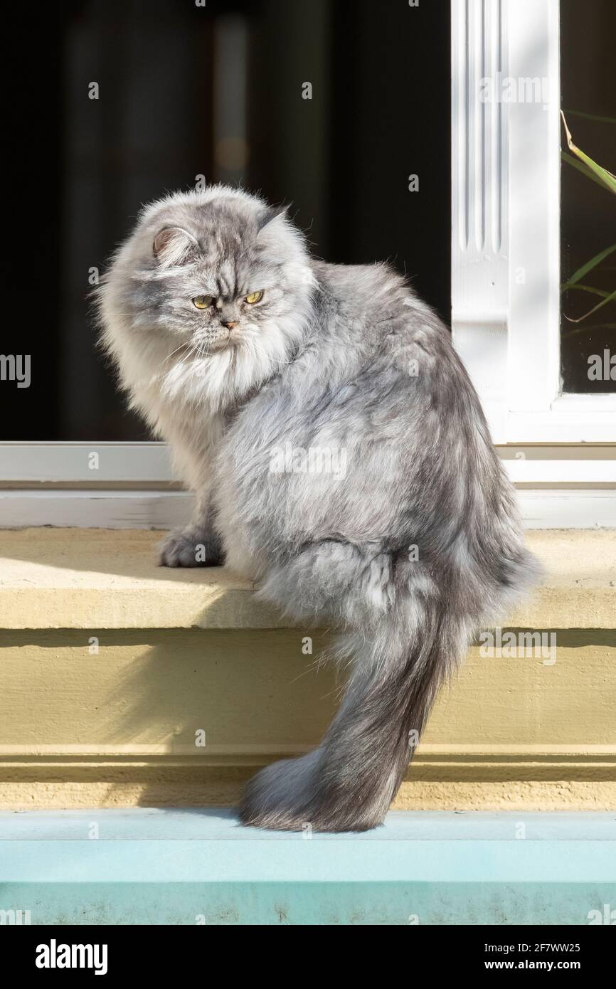 Longhaired cat at a window Stock Photo