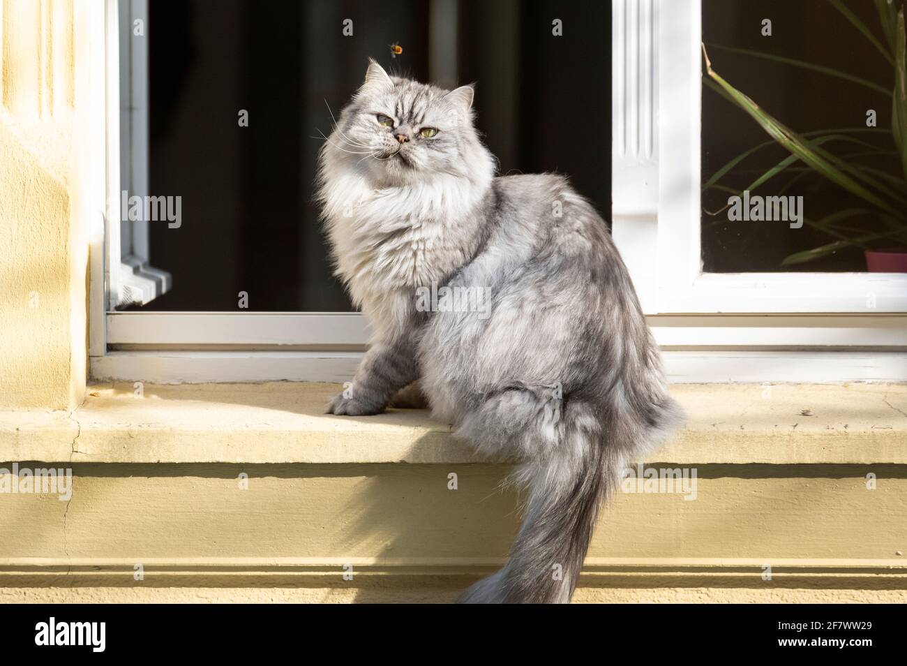 Longhaired cat tries to catch a bee Stock Photo