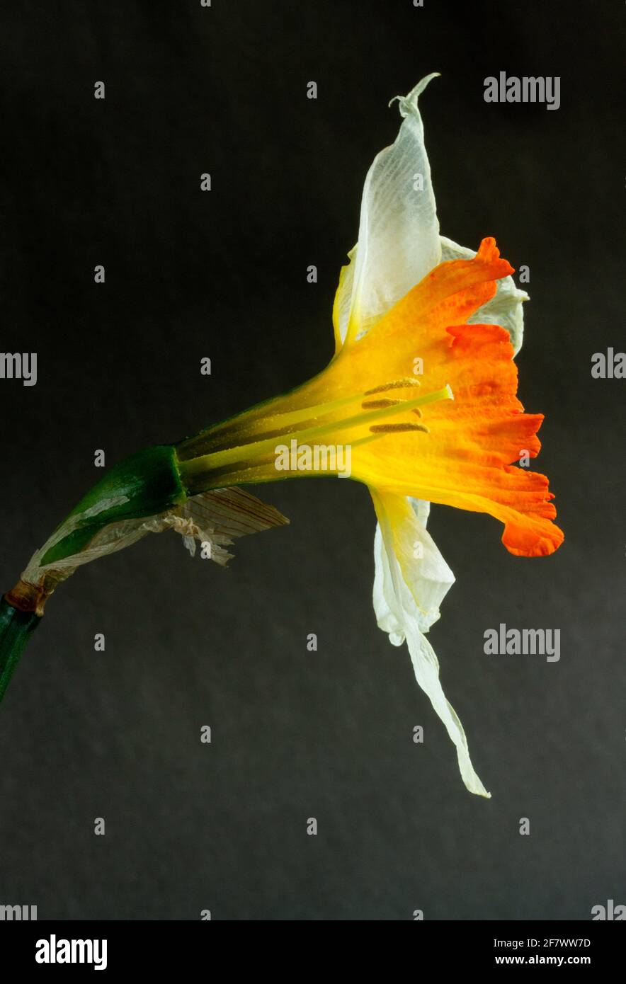 Part of the petal structure of a narcissus flower has been cut away to