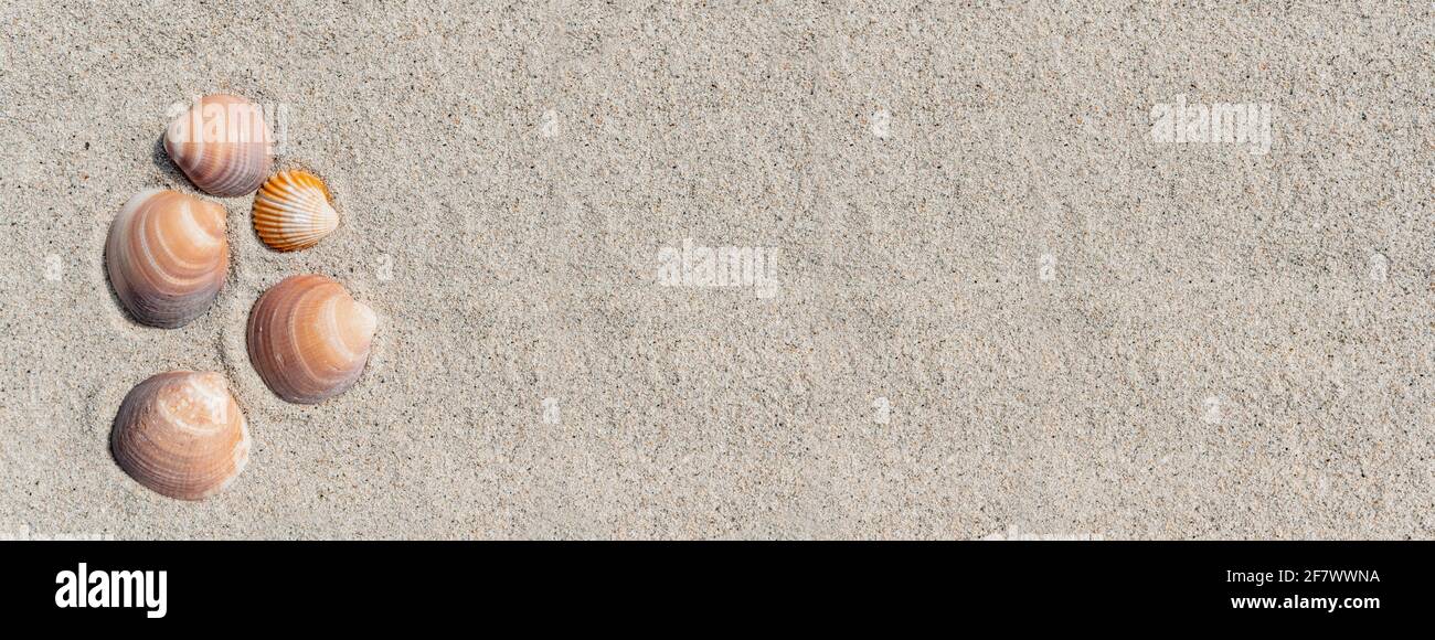 Horizontal banner or header with shells on pure white sand. Stock Photo