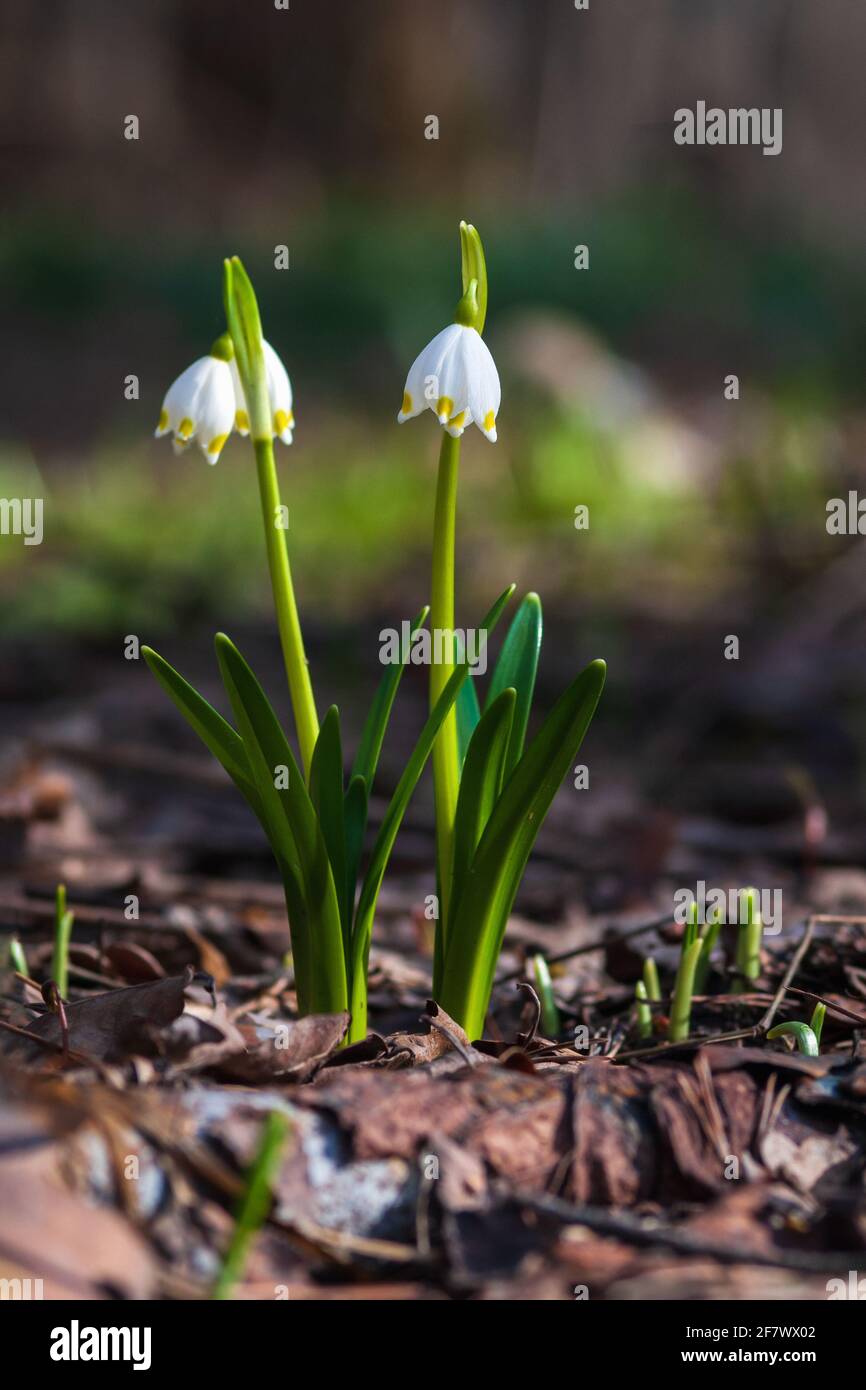 Spring snowflake flowers in the forest - Leucojum vernum, Spring knot ...
