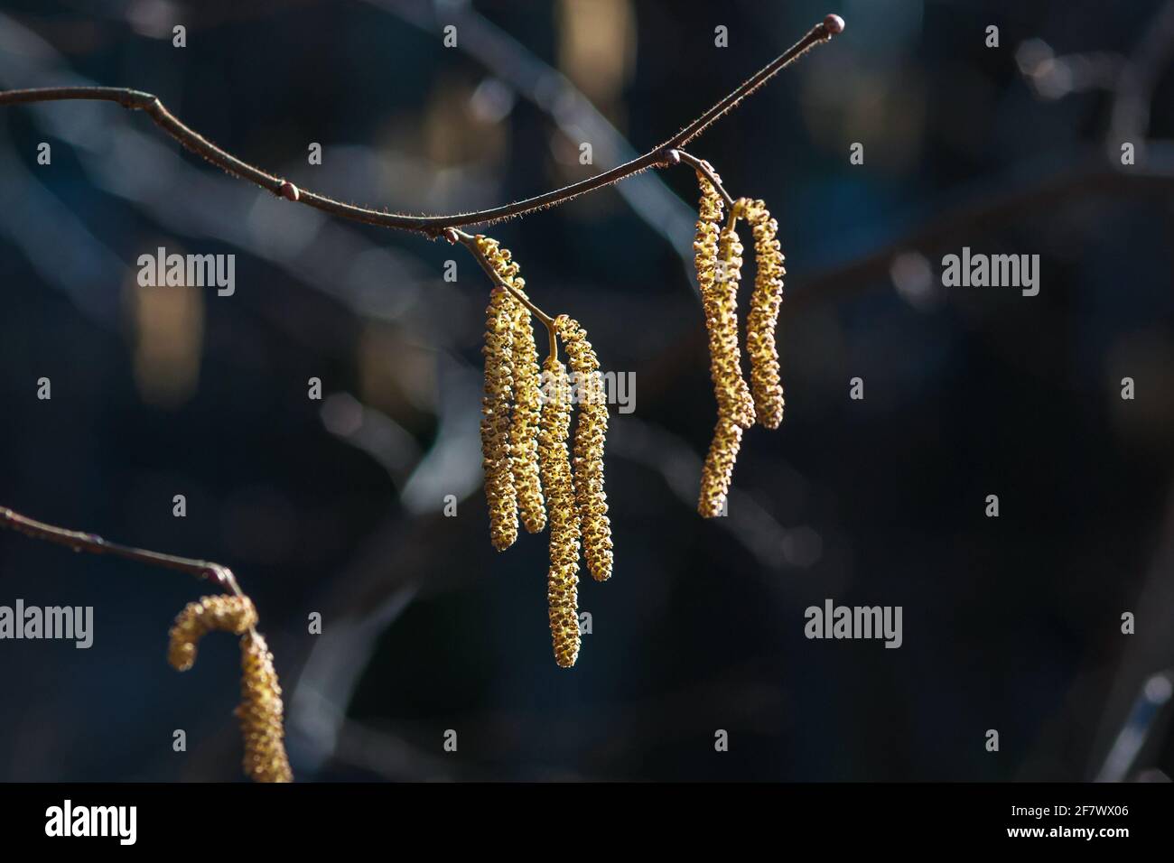 Catkins on tree brunch in spring forest - European filbert tree blooming Stock Photo