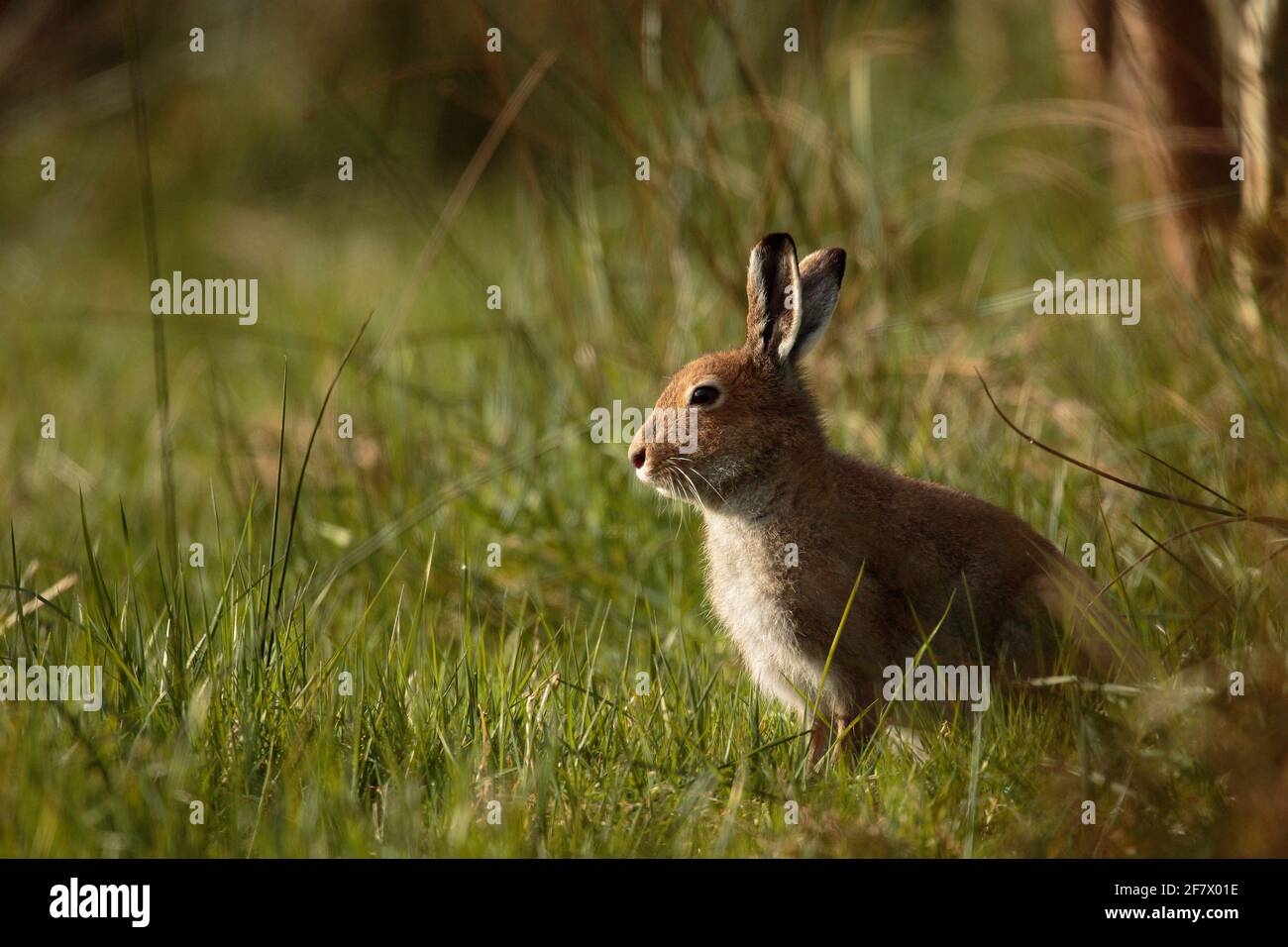 Long telephoto shot hi-res stock photography and images - Alamy