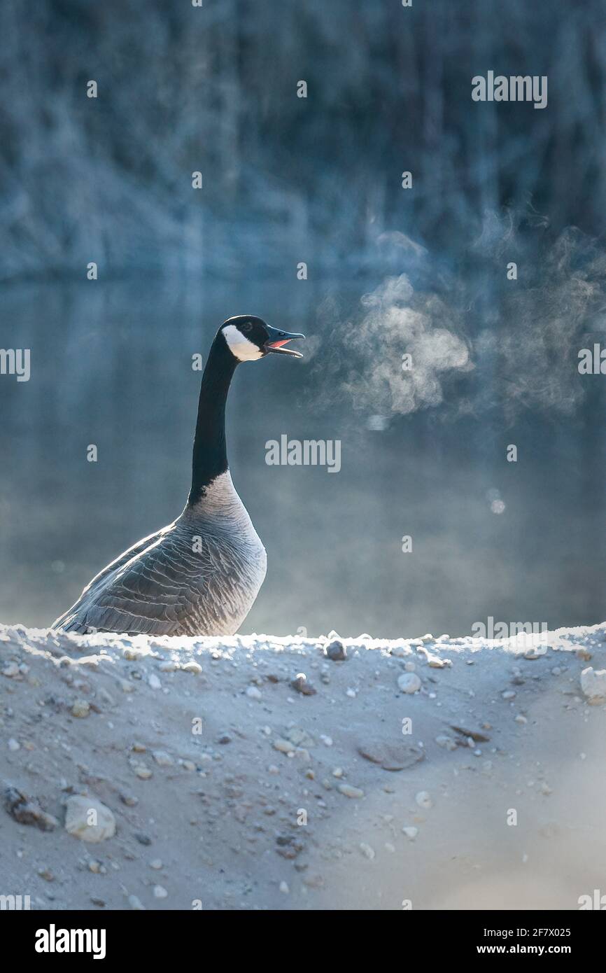 The breath a canada goose is back lit by the rising sun on a small pond in the west Jacksonport sand and gravel pit located in Door County Wisconsin. Stock Photo