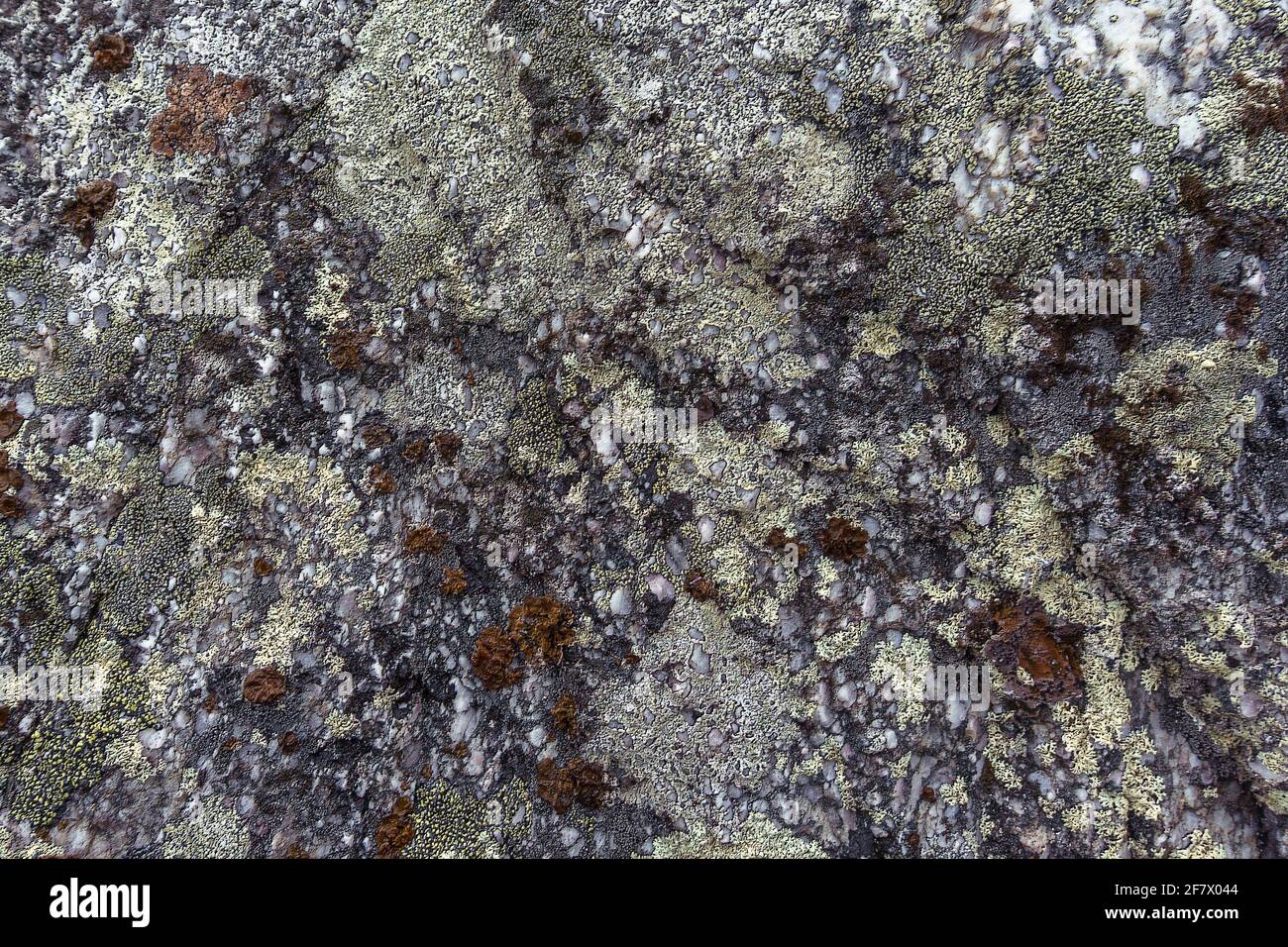 lichen on a rocks a camo style background. Natural moss texture