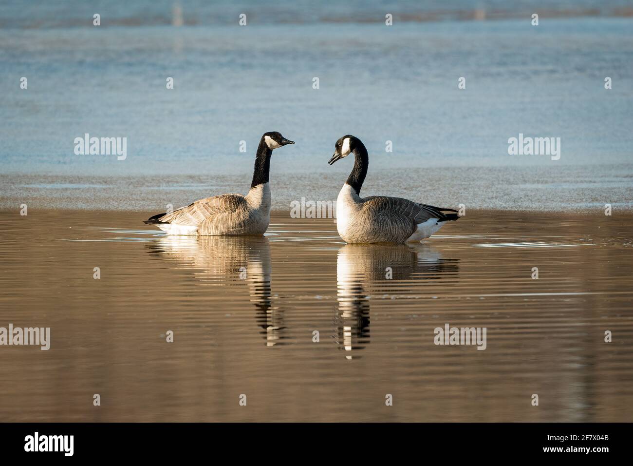 A pair of Canada Geese share an early morning moment on a small pond in the west Jacksonport sand and gravel pit located in Door County Wisconsin. Stock Photo
