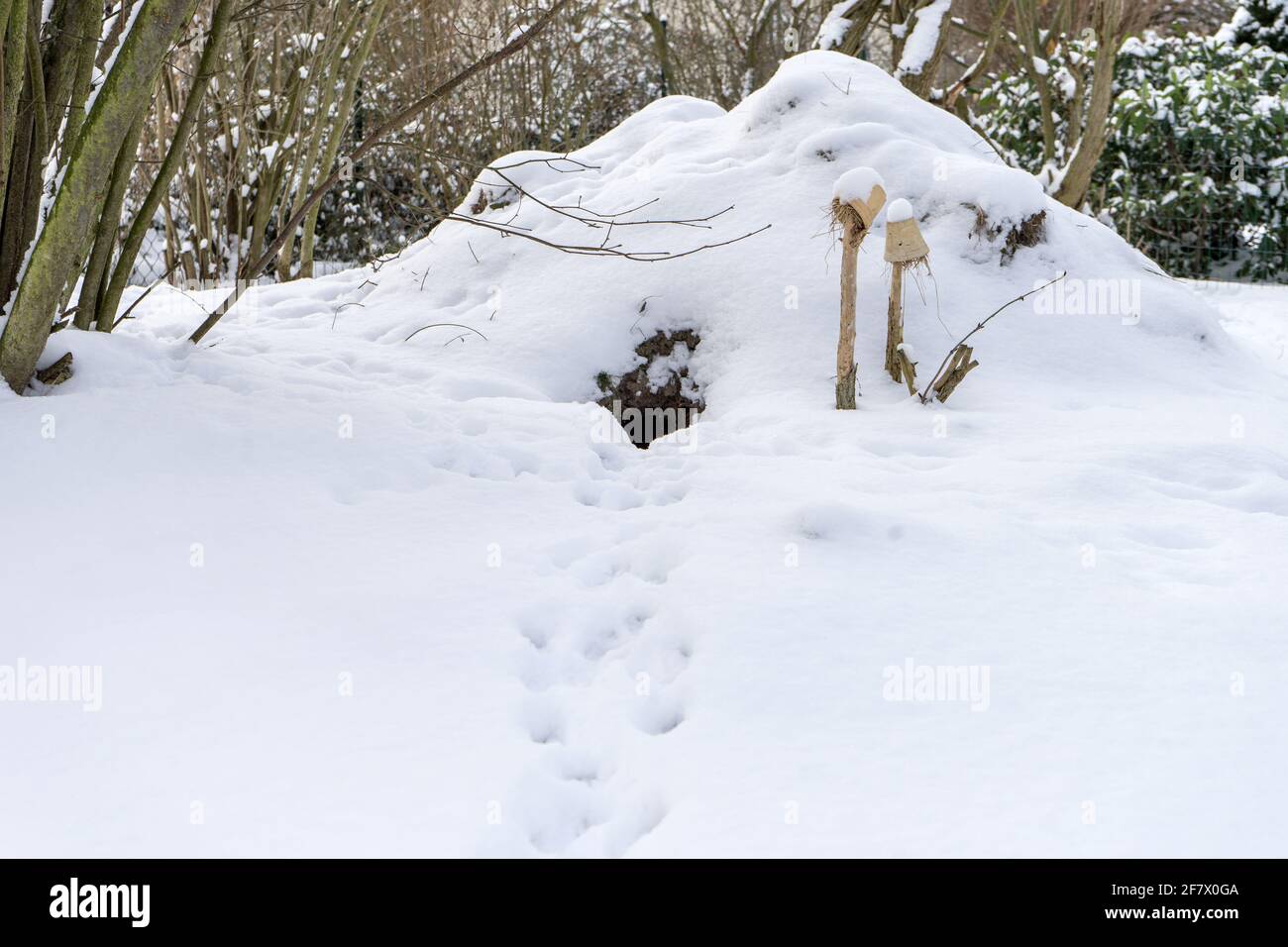 Rabbit hole in winter with snow and tracks Stock Photo