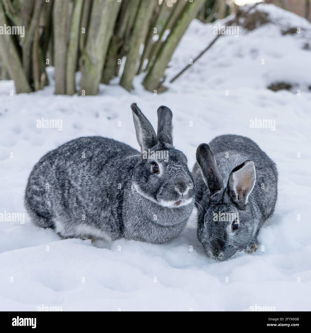 Two chinchilla rabbits in the snow Stock Photo Alamy